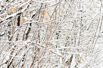 Snow covered tree branches in the winter forest. Abstract natural background