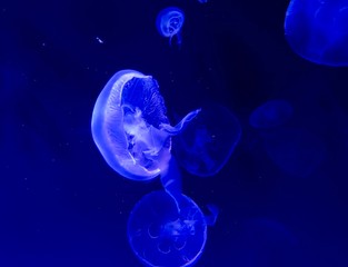 blue jellyfish in water