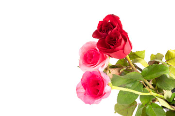 Red and pink rose flower isolated on white background.