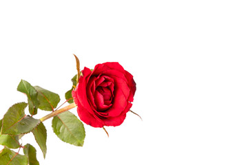 Red rose flower isolated on white background.