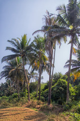 Fototapeta premium Green palm tree on blue sky background