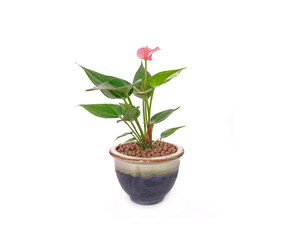 Anthurium flower in pot isolated on white background. Anthurium is a flowering plants. General common names include anthurium, tailflower, flamingo flower, and laceleaf.