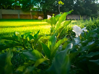 Spring nature scene with green grass and beautiful flowers on a beautiful sunny day