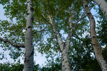 戦場ヶ原のシラカバ林