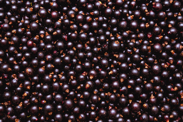 Freshly picked home grown blackcurrants. Full frame shot of blackcurrants.