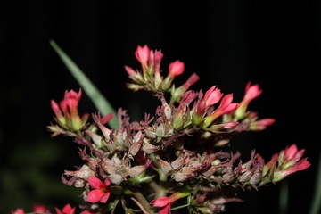 pink flower in garden