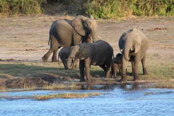 Naklejka premium Elephants in Africa