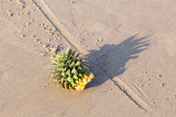 The top of the pineapple lies on the sand