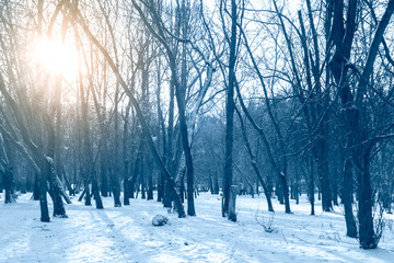 Beautiful winter forest with snow covered trees