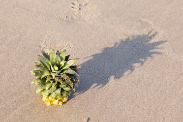 The top of the pineapple lies on the sand