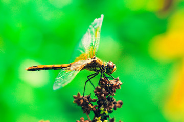 Small dragonfly. Beautiful insect sitting on a swamp flower on a blurred nature background. Highly detailed creature.