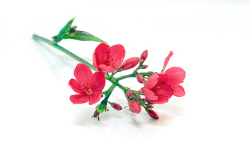 Red bouquet and branches on a white background.