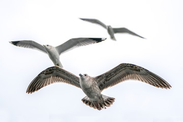 Juveniele Caspian Gull (Larus cachinnans) and a two adult Caspian Gulls flying above the water of the  oder delta in Poland, europe.