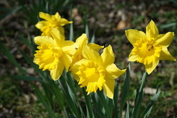 Narzissen