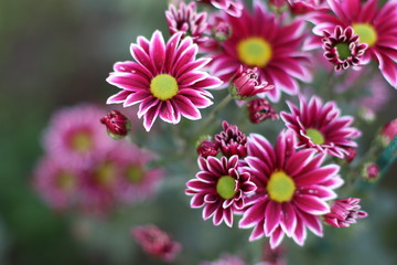 Fototapeta premium flowers in garden