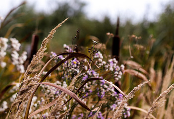 Bushgrass field grass,Typha Bulrush and Sea aster or Tripolium pannonicum. Beautiful little wild flowers movement under the wind, countryside swampy meadow. Fresh foliage background. © PhoenixNeon