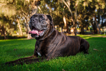 portrait of a dog