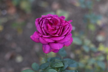pink rose in garden