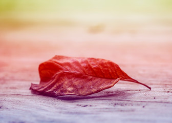 Golden dry leaves in the fall was wind-blowing. Golden light shines to dry leaves. In the forest between the gold line routes on the mountain in nature.
