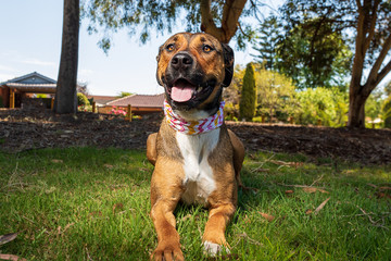 dog in the park