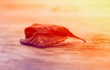 Golden dry leaves in the fall was wind-blowing. Golden light shines to dry leaves. In the forest between the gold line routes on the mountain in nature.