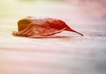 Golden dry leaves in the fall was wind-blowing. Golden light shines to dry leaves. In the forest between the gold line routes on the mountain in nature.