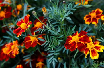Obraz na płótnie Canvas Summer elegant closeup of the blooming Tagetes or marigold buds of the flower. Beautiful orange and yellow blossoms in the garden sunlight. Fresh foliage natural dreamy background in vibrant color.