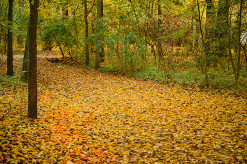 Beautiful autumn landscape with yellow trees and sun