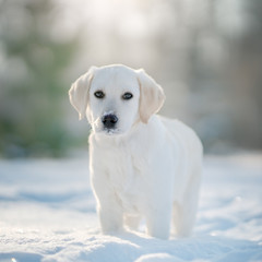 Labrador puppy dog in winter