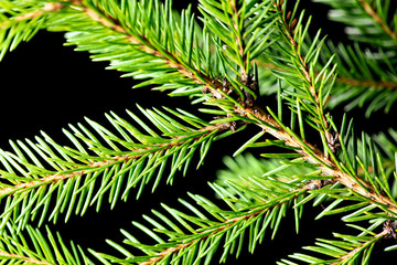 Green needles on a Christmas tree branch