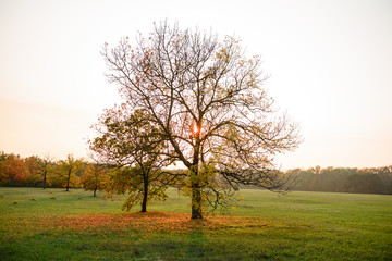 Beautiful autumn landscape with yellow trees and sun