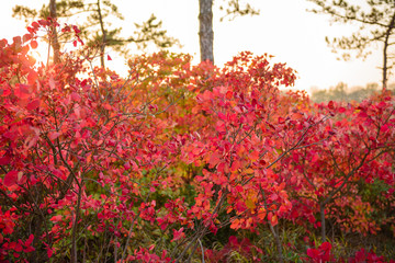 Beautiful autumn landscape with yellow trees and sun