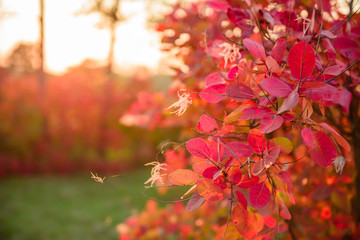 Naklejka na ściany i meble Beautiful autumn landscape with yellow trees and sun