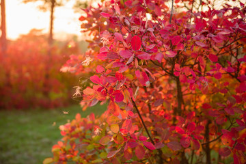 Beautiful autumn landscape with yellow trees and sun