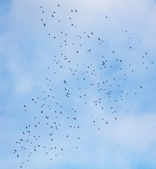 A flock of birds against the sky with clouds
