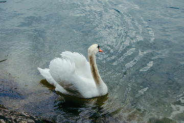 white swans in blue lake water