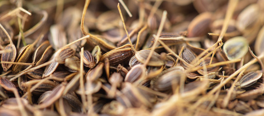 Dill seeds as a background