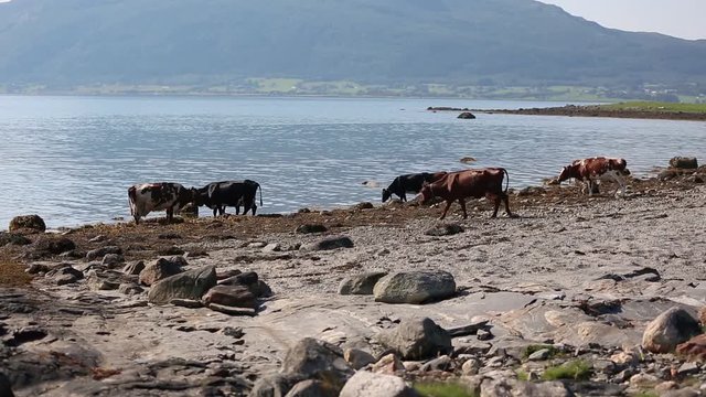 Cows hanging out at the beach a sunny day in Norway