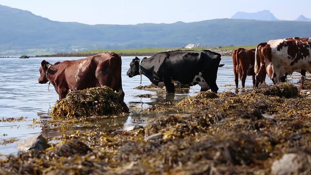Cows hanging out at the beach a sunny day in Norway