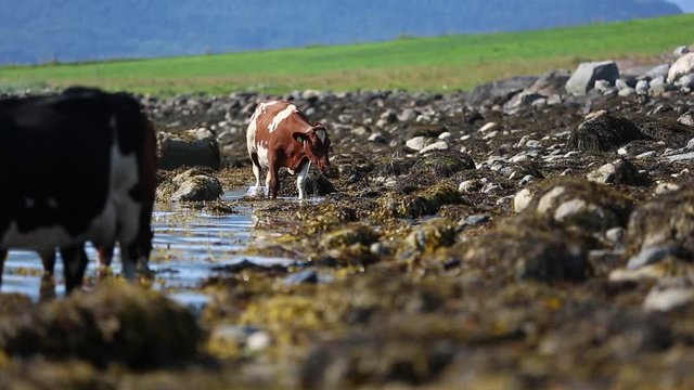 Cows hanging out at the beach a sunny day in Norway