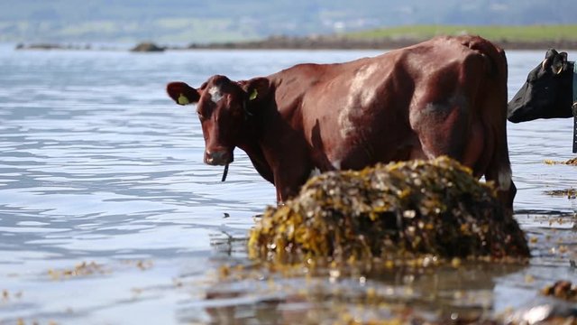 Cows hanging out at the beach a sunny day in Norway
