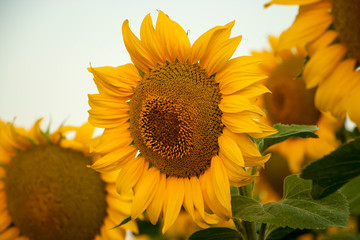 Obraz premium Sunflower caps on the field where high-oleic culture is grown for the production of vegetable oil. Morning landscape in the village on a field at sunrise.