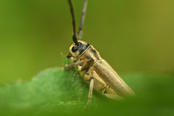 Agapanthia on a leaf close-up. Beauty in nature