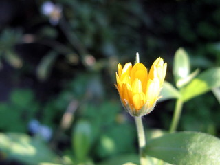 tulip in garden