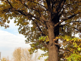 tree in autumn