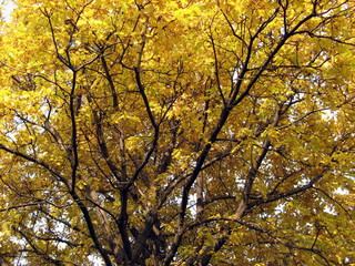 tree in autumn