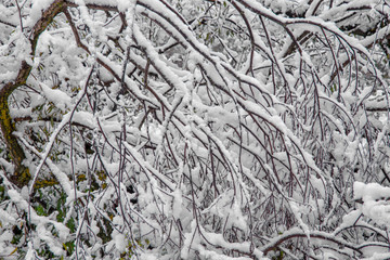The first snow at the forest edge