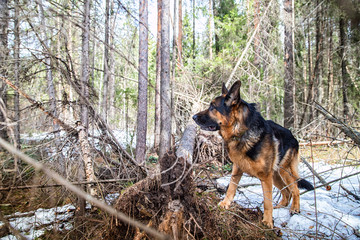 Dog German Shepherd in the forest in an early spring