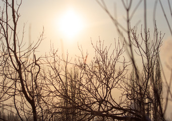 Leafless tree branches at dawn of the sun