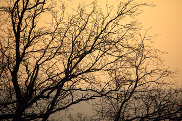Leafless tree branches at dawn of the sun